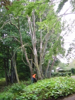  to remove these six dead elm trees overhanging some driveways